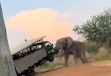 جنوبی افریقہ میں غصیلے ہاتھی کا سیاحوں کے ٹرک پر حملہ