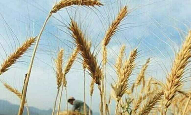 گندم خریداری پالیسی کیخلاف احتجاج کا اعلان، کسان بورڈ کے صدر سمیت 4 افراد گرفتار