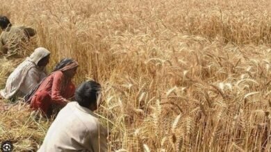 گندم کی کم امدادی قیمت پر پنجاب میں کسانوں کا احتجاج کا اعلان