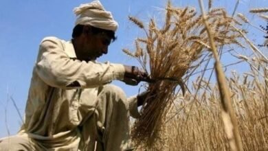 پنجاب میں گندم کی سرکاری خریداری کم ہونے پر کسان پریشان، فی من قیمت 3000 تک گرگئی