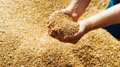 پاسکو کی گندم خریداری کا ہدف 14 لاکھ ٹن سے 18 لاکھ ٹن کرنے کی منظوری