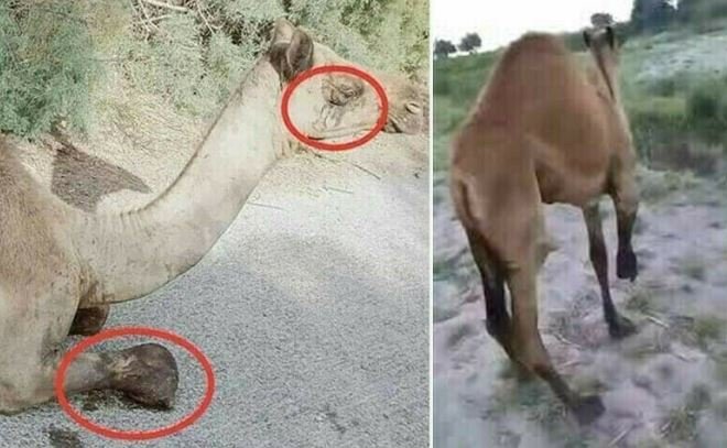 سانگھڑ میں وڈیرے کے ظلم کا شکار اونٹ کراچی منتقل، مصنوعی ٹانگ لگانے کا فیصلہ