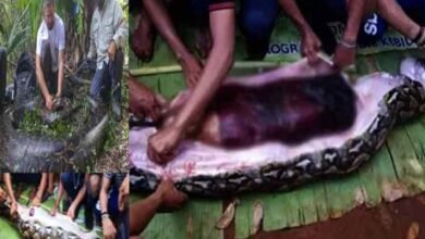 انڈونیشیا میں لاپتہ خاتون اژدھے کے پیٹ سے مردہ حالت میں برآمد