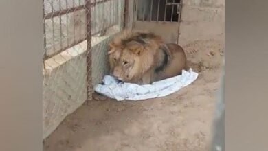 محکمہ وائلڈلائف کا چھاپہ، غیرقانونی طور پر رکھاگیا افریقی شیر برآمد