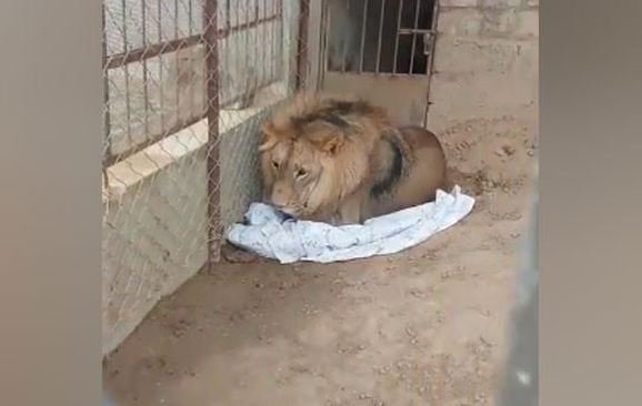 محکمہ وائلڈلائف کا چھاپہ، غیرقانونی طور پر رکھاگیا افریقی شیر برآمد