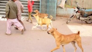 لاہور: آوارہ کتے نے گلی میں کھیلتے بچے پر حملہ کردیا