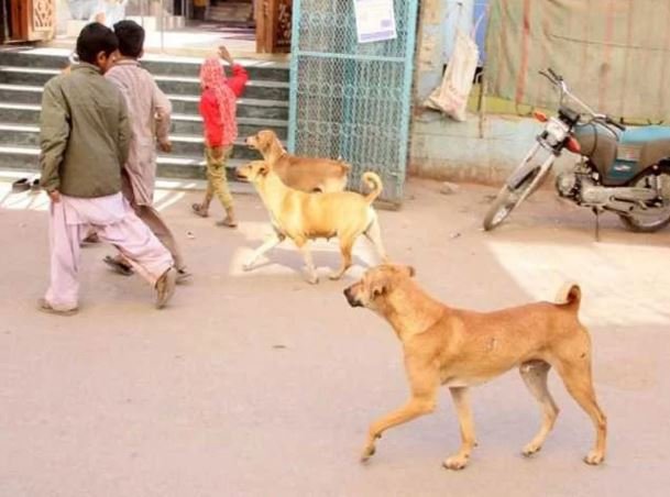 لاہور: آوارہ کتے نے گلی میں کھیلتے بچے پر حملہ کردیا