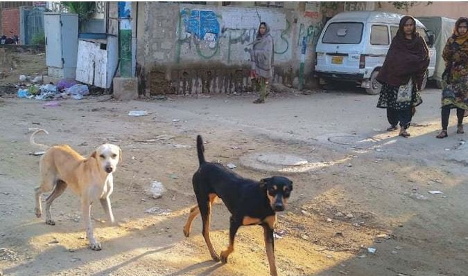 آوارہ کتوں کے کاٹنے سے ڈاکٹر اور خواتین سمیت 11 افراد زخمی