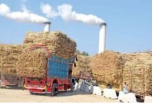 کرشنگ نہ کرنے والی ملوں کیخلاف آج سے ایکشن ہوگا،کین کمشنر پنجاب