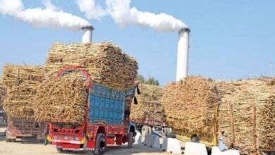 کرشنگ نہ کرنے والی ملوں کیخلاف آج سے ایکشن ہوگا،کین کمشنر پنجاب